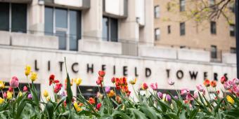 tulips blooming in the foreground with the litchfield towers in the background