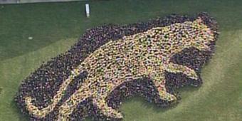 students in blue and gold make the shape of a panther