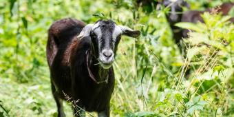 Have U Herd Goatscaping on the hillside behind Chevron Science Center